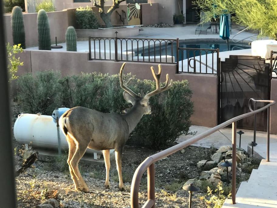 Villa Tucson Mnt Foothills Saguaro Bliss Esterno foto