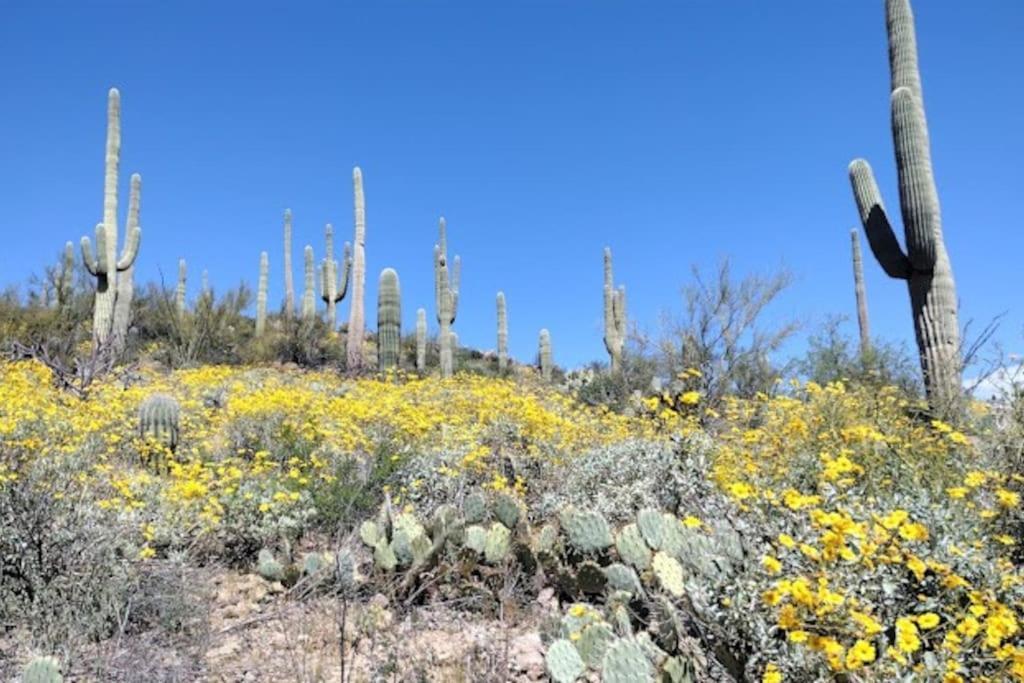 Villa Tucson Mnt Foothills Saguaro Bliss Esterno foto